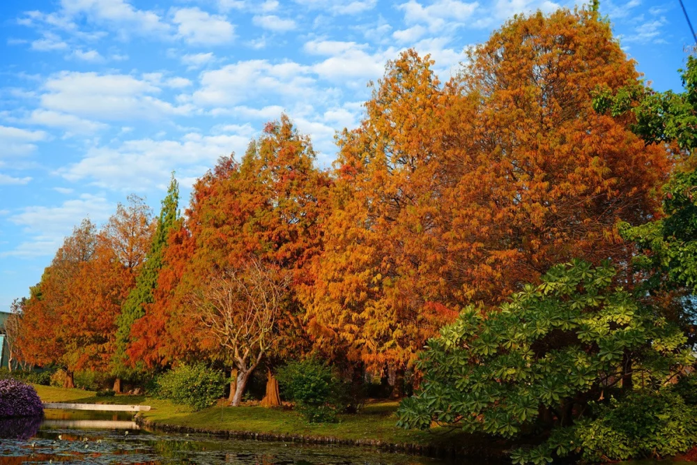 落羽松即將轉紅!成美文化園浪漫季節限定美景倒數登場