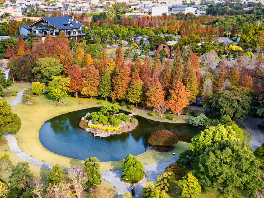 落羽松即將轉紅　成美文化園浪漫季節限定美景倒數登場
