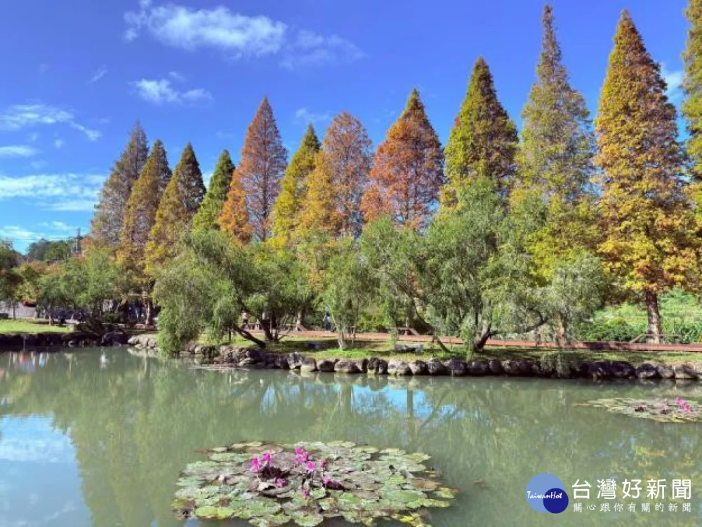 落羽松轉紅 竹縣精選五大秘境迎浪漫