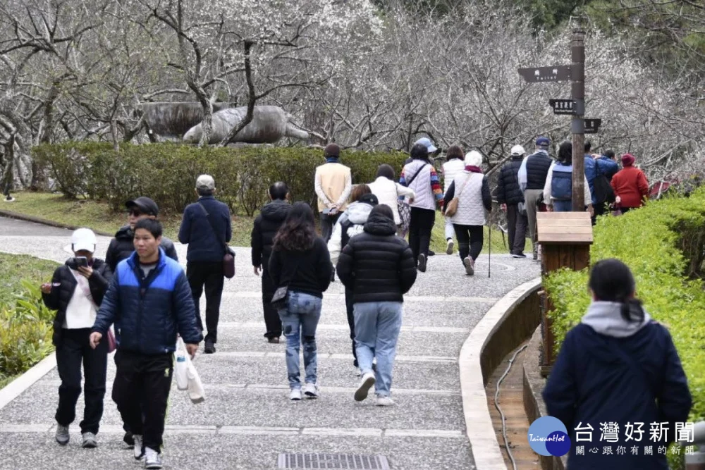 :白色浪漫襲捲北橫,「2026角板山梅花季」1/17起盛大登場。(2025年活動照片)