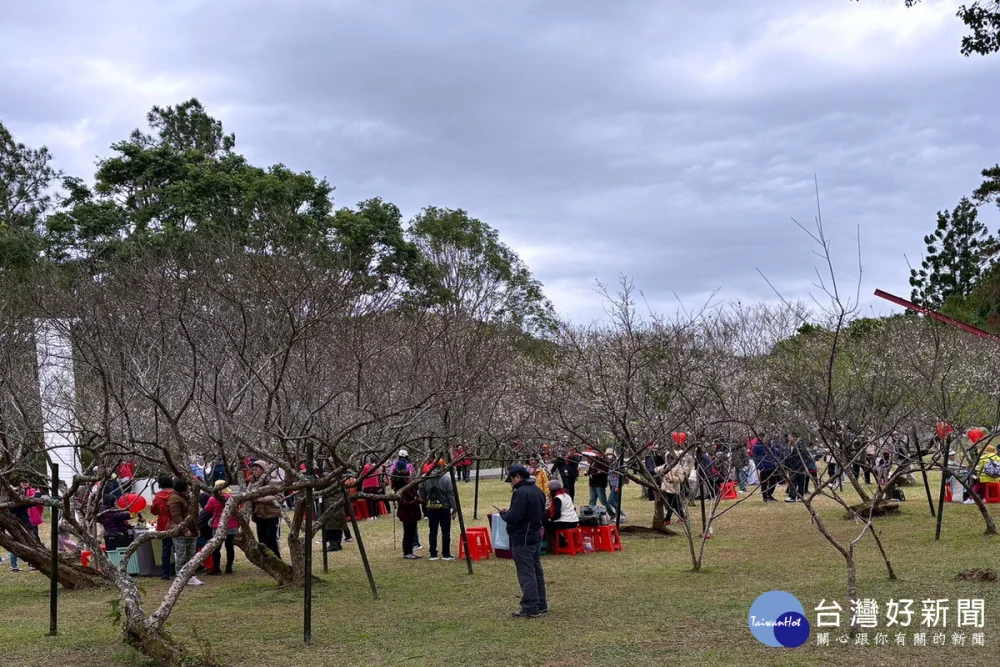 :白色浪漫襲捲北橫,「2026角板山梅花季」1/17起盛大登場。(2025年活動照片)