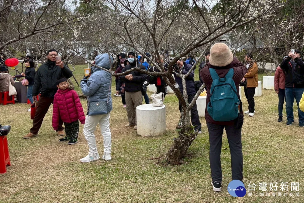 白色浪漫襲捲北橫 2026角板山梅花季1/17起盛大登場