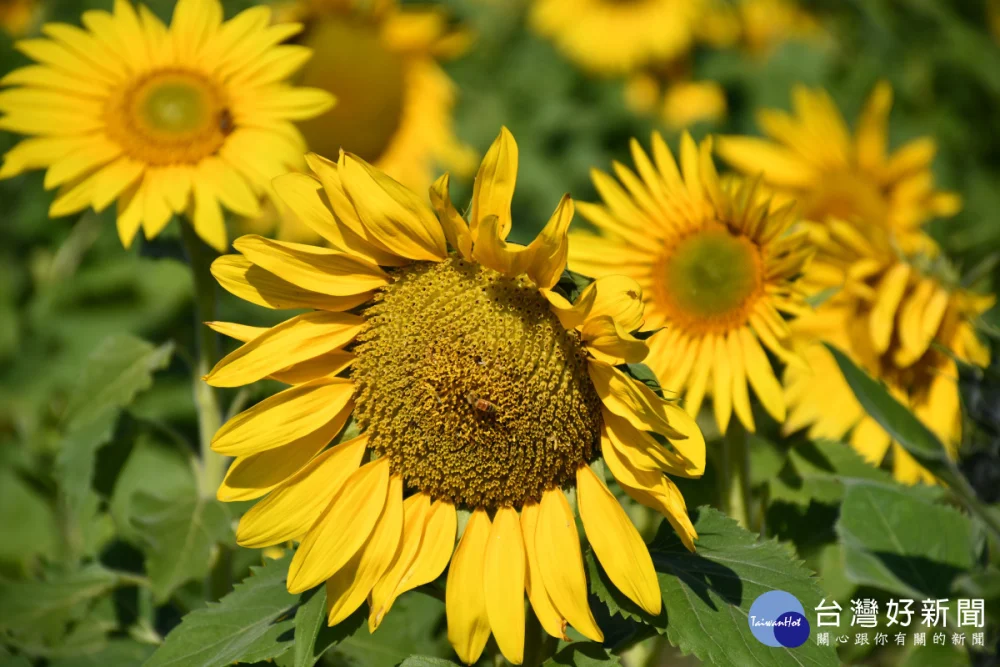 誘人的嬌艷怒放向日葵。圖／記者鄧富珍攝