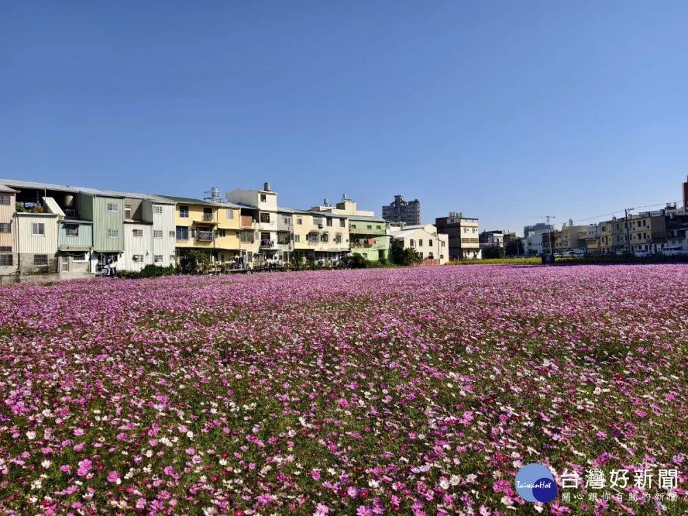 拍爆了！彰化8公頃花海盛開，1/17限定拔蘿蔔、逛市集。圖／記者鄧富珍攝