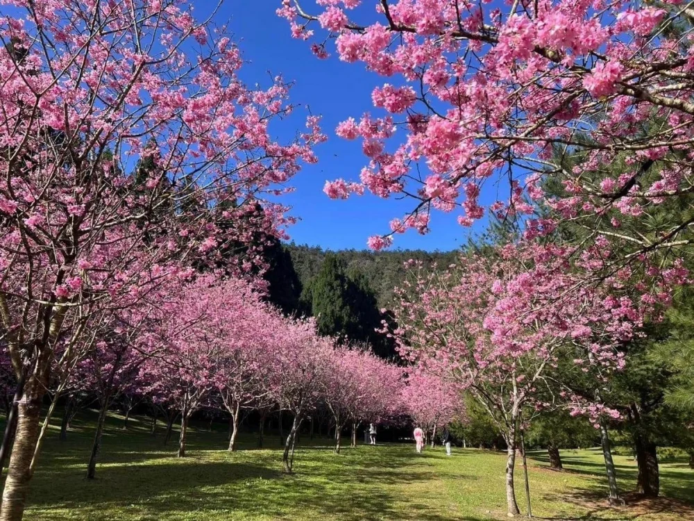 國立暨南國際大學校園，有如詩如畫的櫻花美景。（暨大提供）