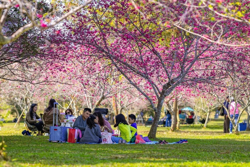 於暨大校園賞櫻，遊客可攜家帶眷在廣闊的櫻花林下鋪設野餐墊，伴隨茶香與歌聲，沉浸在歲月靜好的慢活午後。（暨大提供）