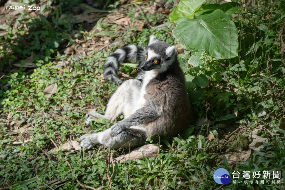 環尾狐猴攤開四肢面向太陽曬日光浴（圖/臺北市立動物園）