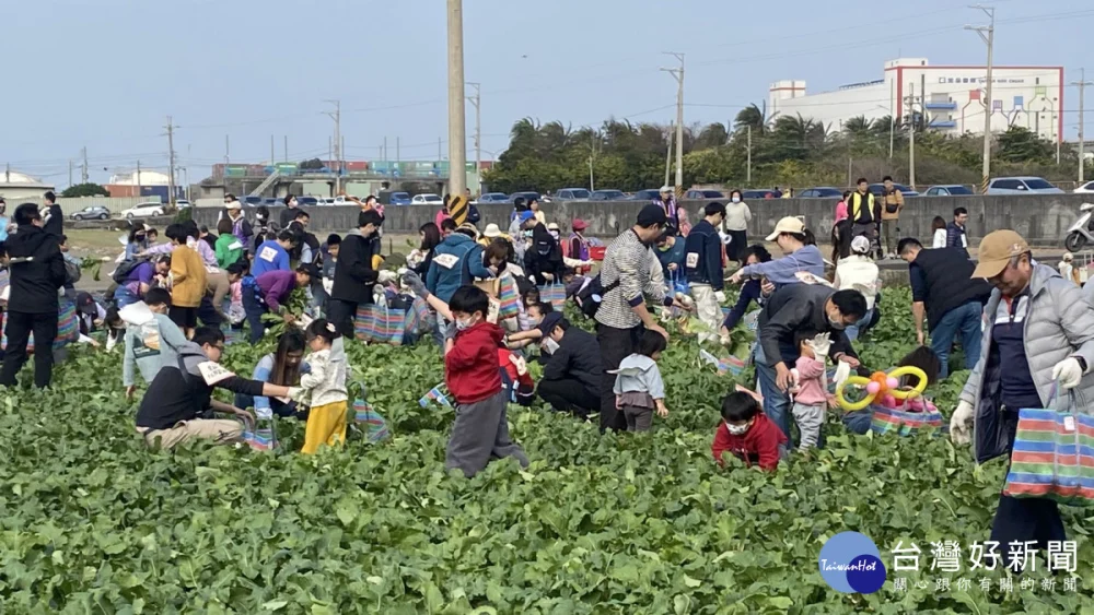 上千名民眾一同下田拔蘿蔔，現場熱鬧滾滾。