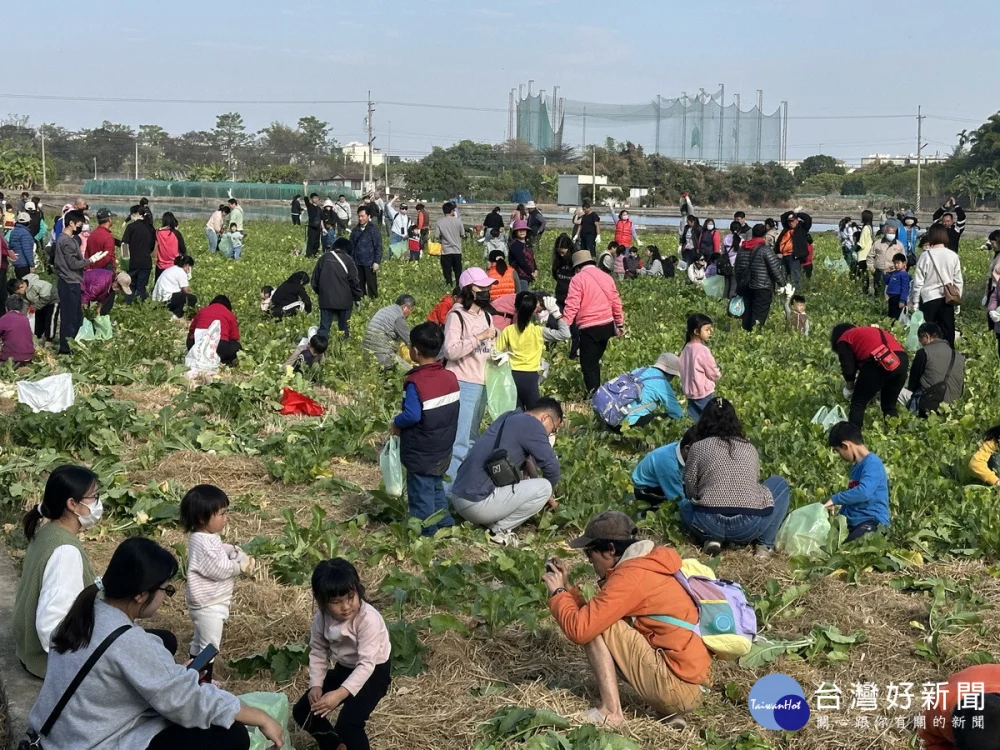 南投市草屯鎮今年同步舉辦拔蘿蔔找彩頭田野樂。（記者扶小萍攝）