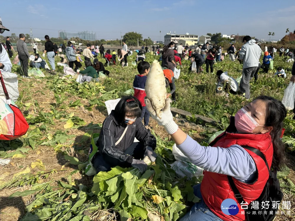 2026來趣南投草屯拔蘿蔔 數千人走進田區享田野樂