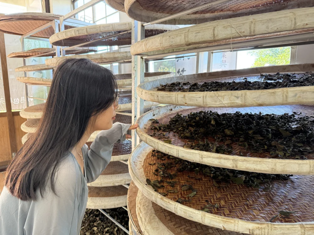 茶香漫山! 南港茶山新風貌揭幕