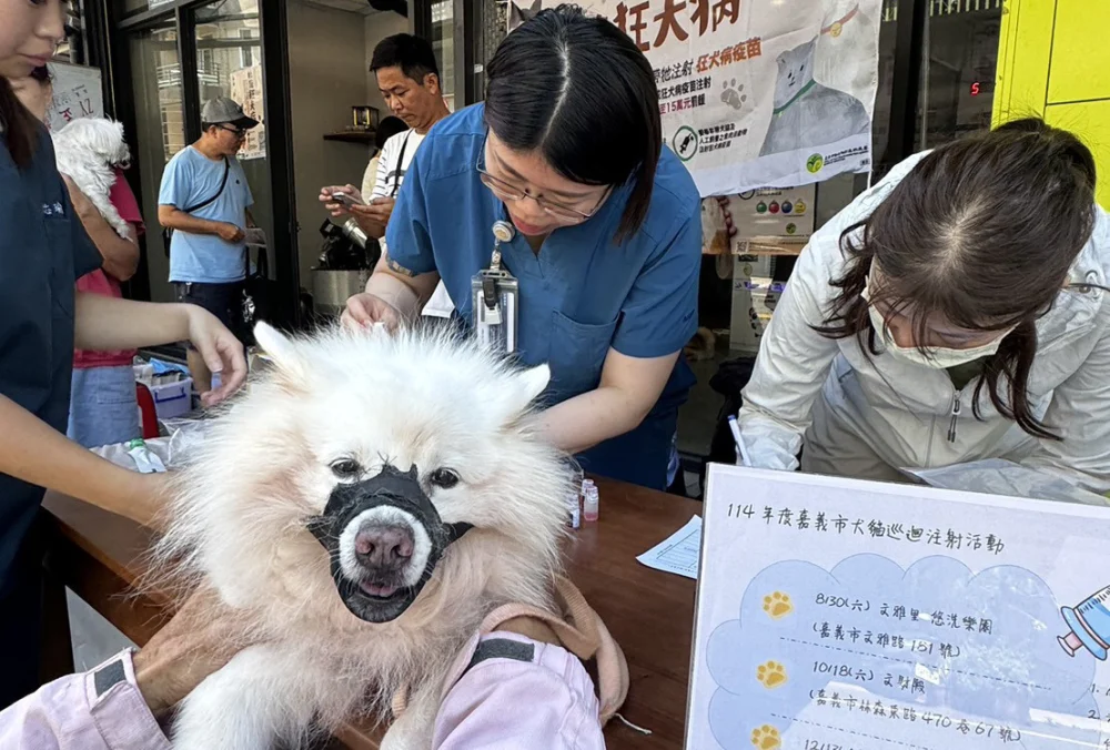 嘉義市政府同步推出「家犬貓絕育補助」及「狂犬病疫苗免費施打」雙重優惠措施。（圖／記者陳致愷翻攝）