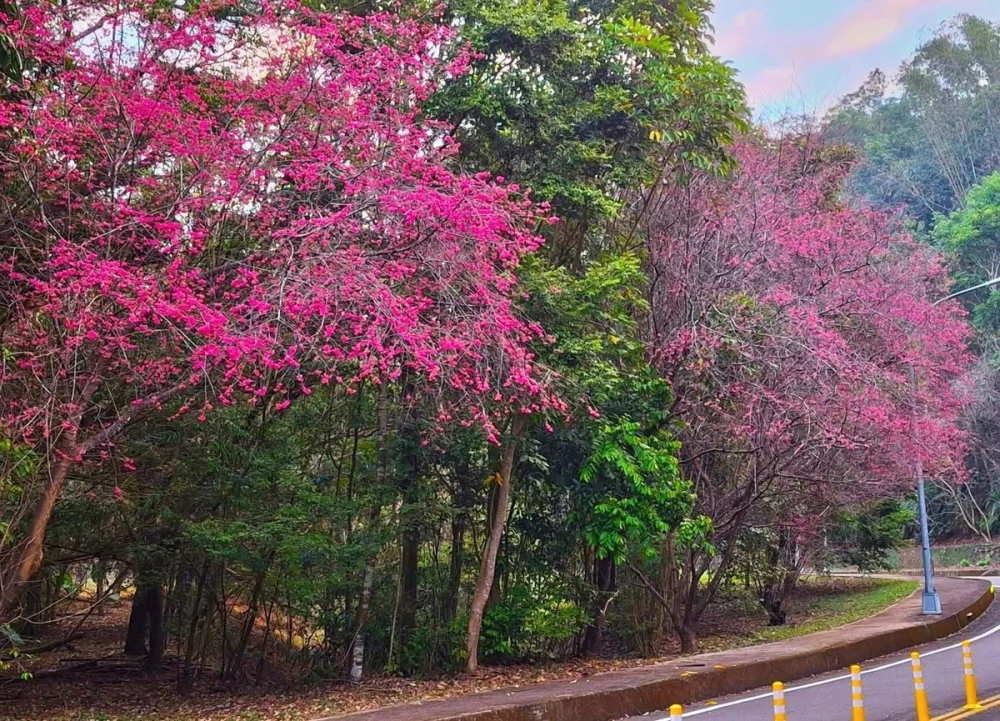 暨大機車道上櫻花現況實景。(暨大提供，攝影家李榮芳老師攝影)。