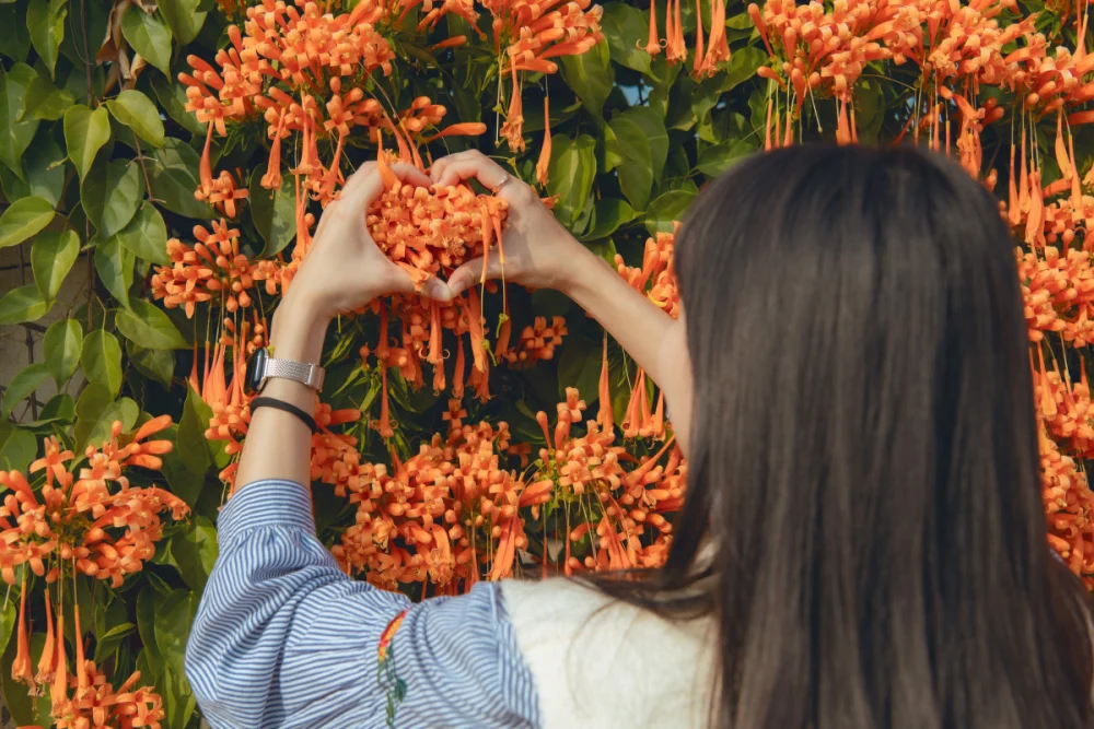 位於嘉義市區的農業部嘉義農業試驗分所外，長達百公尺的炮仗花正值盛開期／嘉義市府提供