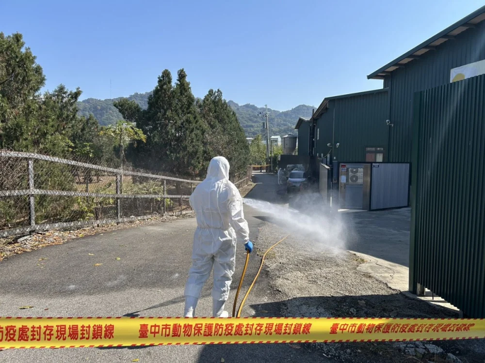 豐原蛋雞場爆禽流感且隱匿疫情 中市府:依規開罰、7千隻雞全撲殺、不發補償金
