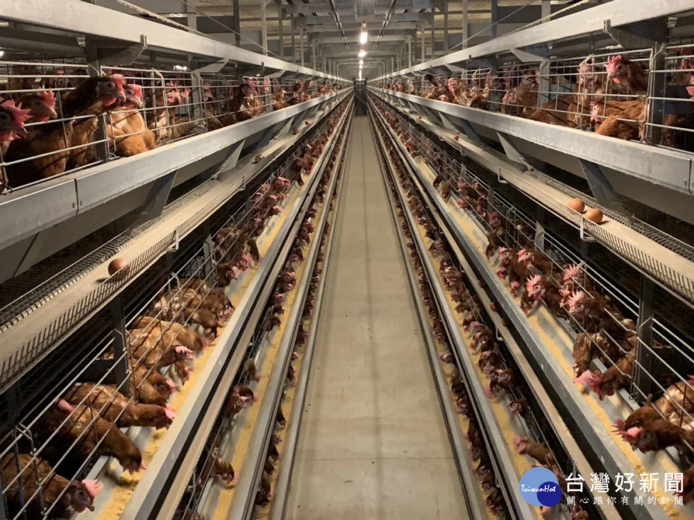 全力防堵禽流感 桃市加強八大防護網嚴陣以待