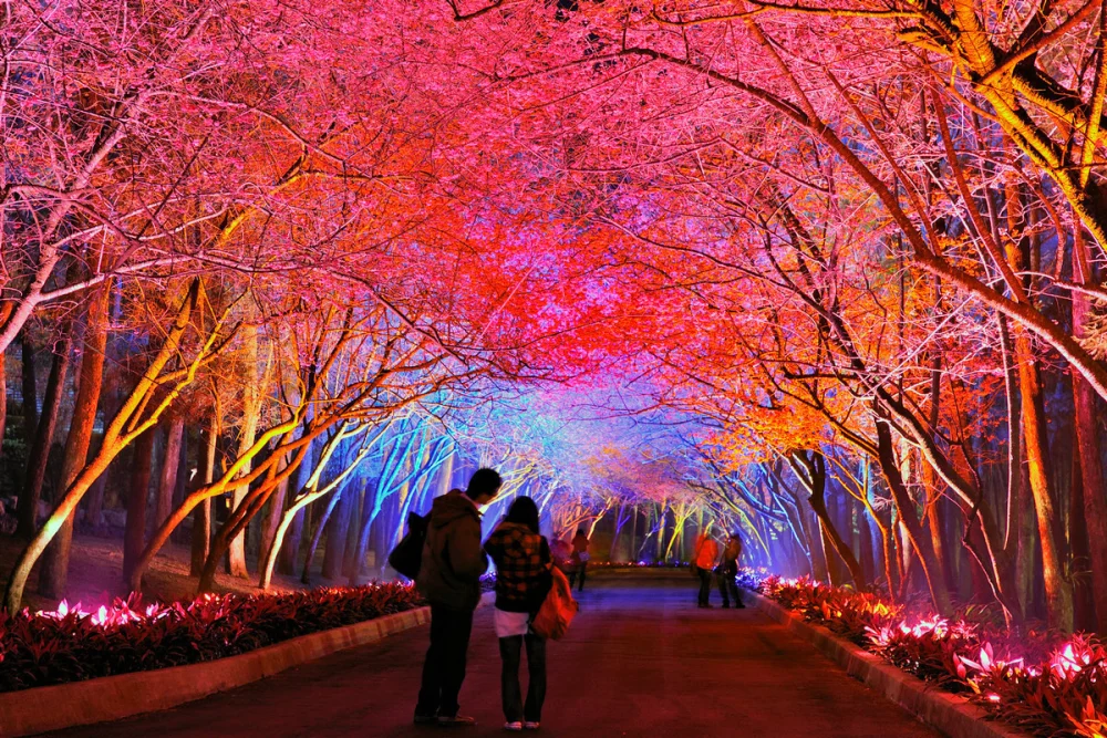 九族櫻花祭開跑　原民歌舞祭典、巨大招財貓「九萬兩」登場