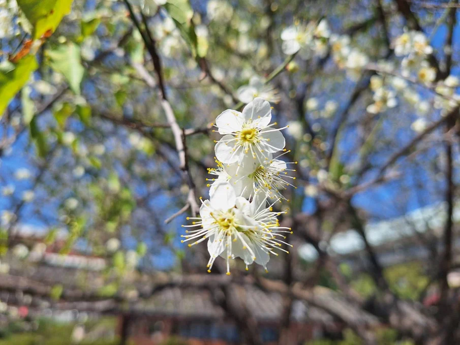梅花姿態優雅而芬芳（圖／台北市政府提供）