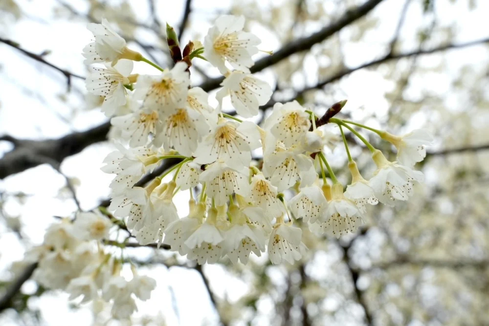 跟著賞櫻地圖慢遊北橫，粉色花海一路綻放至3月底。（去年2/20-3/9櫻花照）


” style=”width:100%; height:auto; display: black;”/></p>
<h4 style=