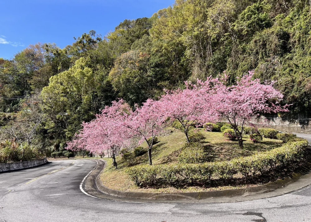 跟著賞櫻地圖慢遊北橫，粉色花海一路綻放至3月底。（去年2/20-3/9櫻花照）


” style=”width:100%; height:auto; display: black;”/></p>
<h4 style=