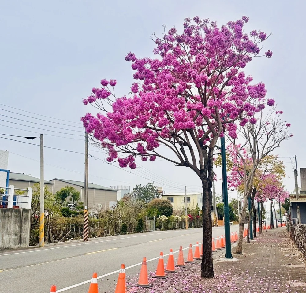2026花在彰化～玩在田尾   走進「環遊世界」花鄉繽紛花海中獲得心靈療癒
