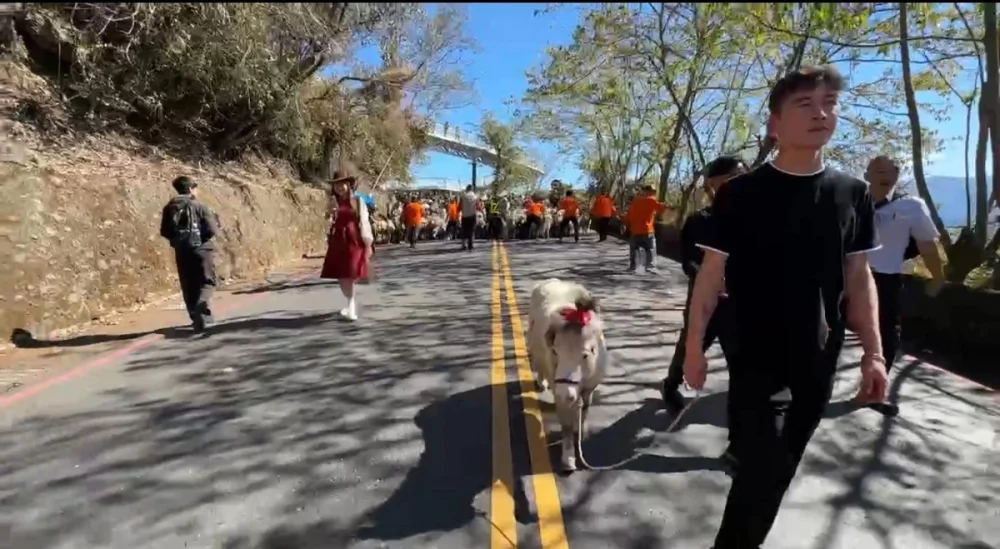 115對綿羊由馬匹領頭奔跑在雲端公路，意味「一馬當先、羊羊得意」。（清境農場提供）