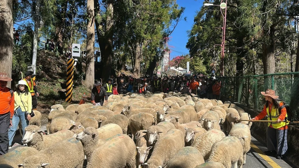 清境農場奔羊節系列活動,馬年奔羊拜早年。(清境農場提供)