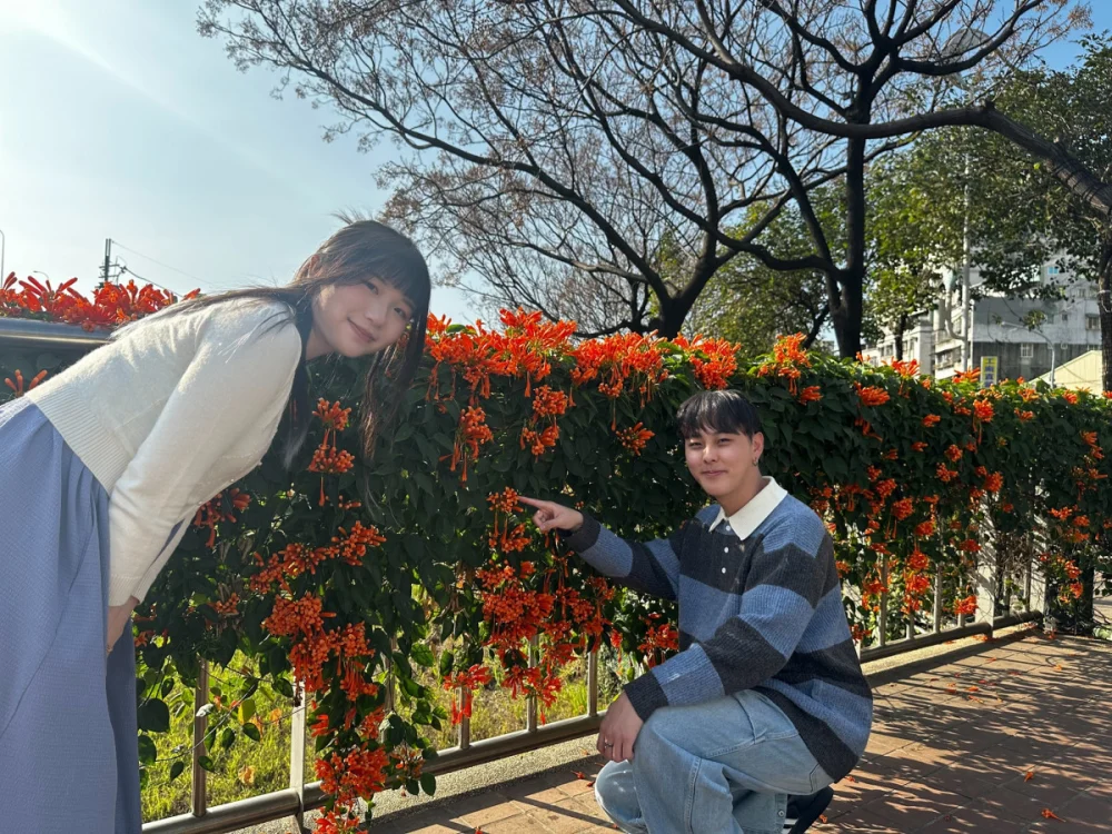 農曆走春正當時　蘆洲鴨母港炮仗花蓄勢待發