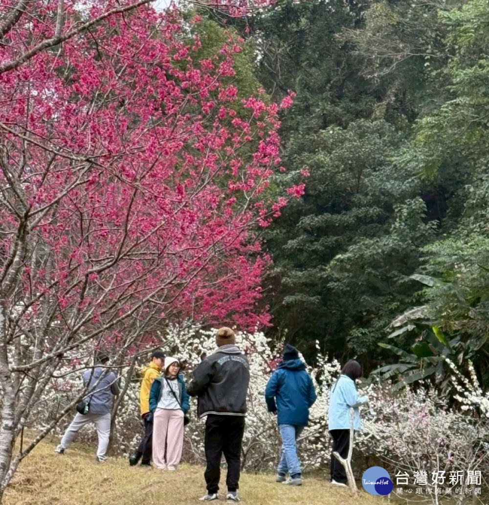 東勢林場櫻花、李花同時盛開，吸引遊客前往踏青賞花。（圖/東勢林場）