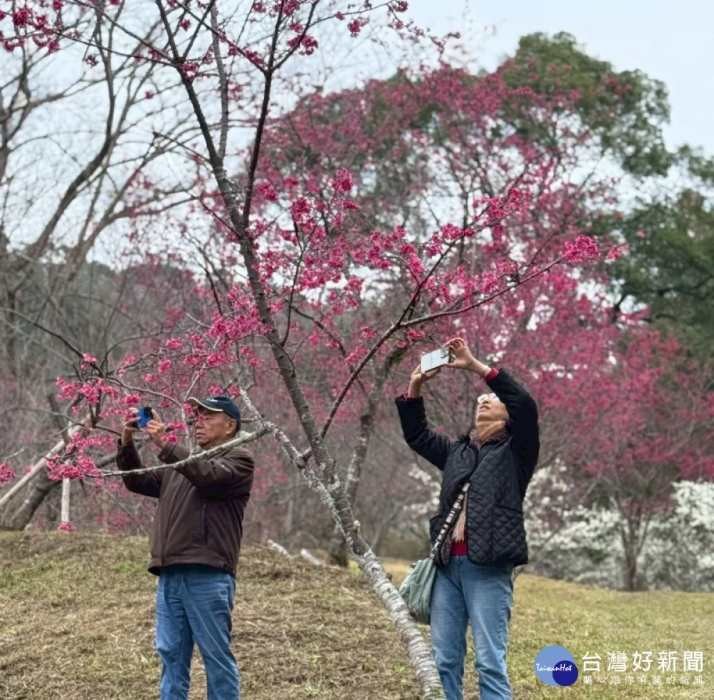 東勢林場櫻花山櫻花、八重櫻、粉紅佳人跟富士櫻以及吉野櫻一共3千多棵，現在正是進入花季。（圖/東勢林場）