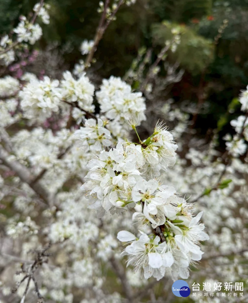 受到天候影響東勢林場李花也在農曆春節假期綻放。（圖/東勢林場）