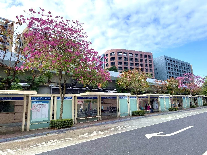 北市玉門街洋紅風鈴木初綻放　春日賞花漫步趣