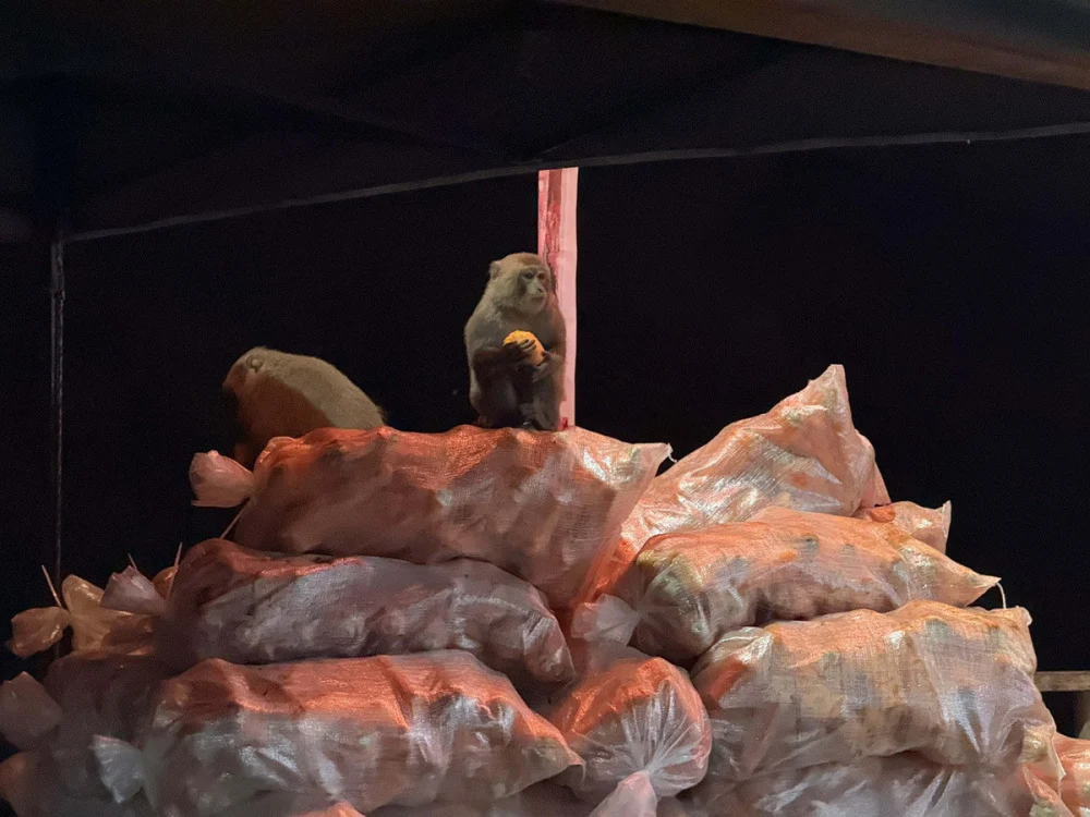 丙午年大年初一　信眾湧入受天宮祈福連猴子都來搶食材