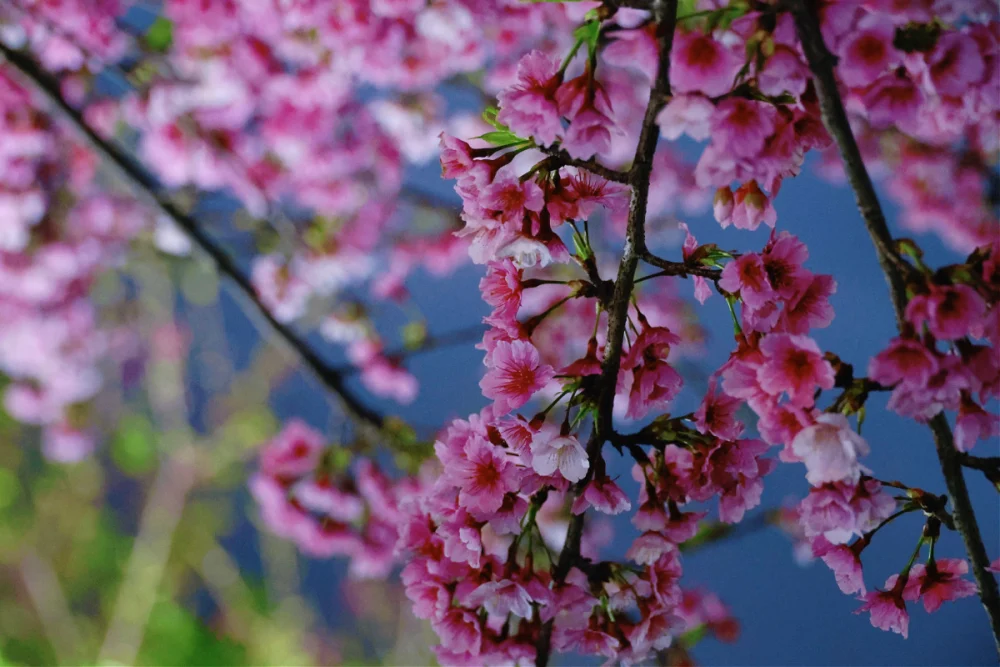 把握東湖樂活夜櫻季最後倒數　粉色光毯打造內湖最美「光櫻」時刻