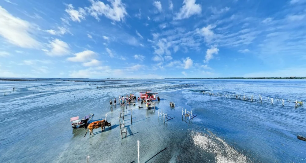 彰化沉浸式旅遊平台升級「芳苑海牛採蚵」。圖／彰化縣政府提供