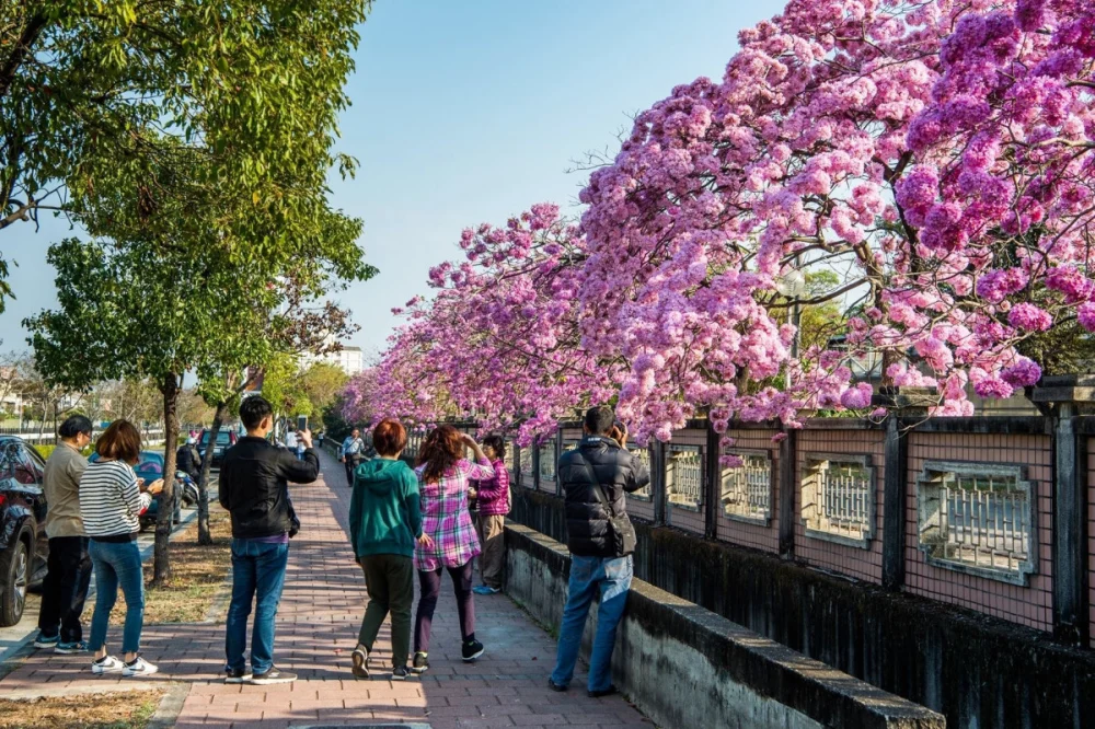 嘉義市正值洋紅風鈴木盛開季節，市府歡迎全國民眾來嘉走春／嘉義市府提供
