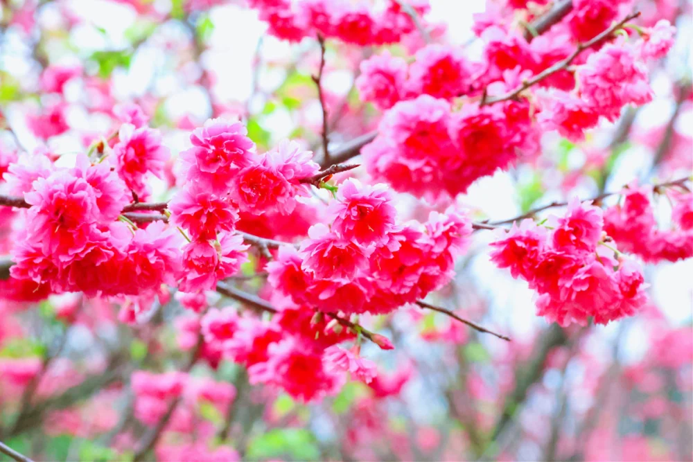 北投陽明山雙花季限時綻放至3/15　台版富良野與粉紅櫻花海打造最強春日一日遊