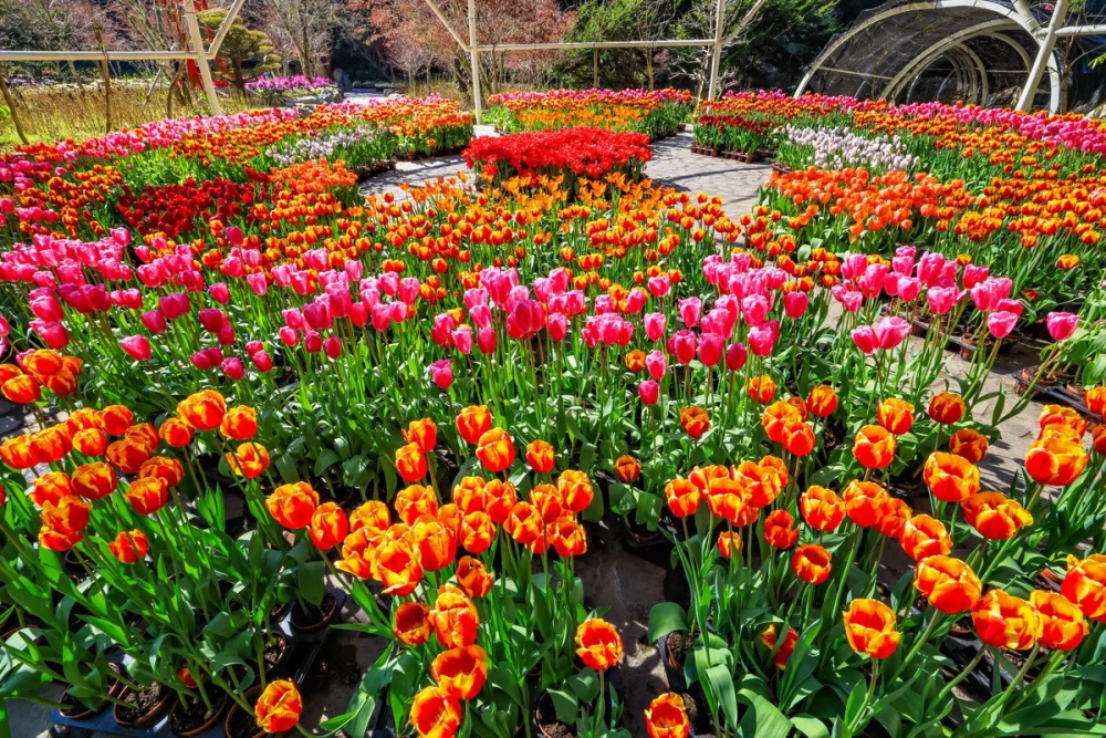 郁金香與葉牡丹是今年地面花卉主角。（杉林溪渡假園區提供）