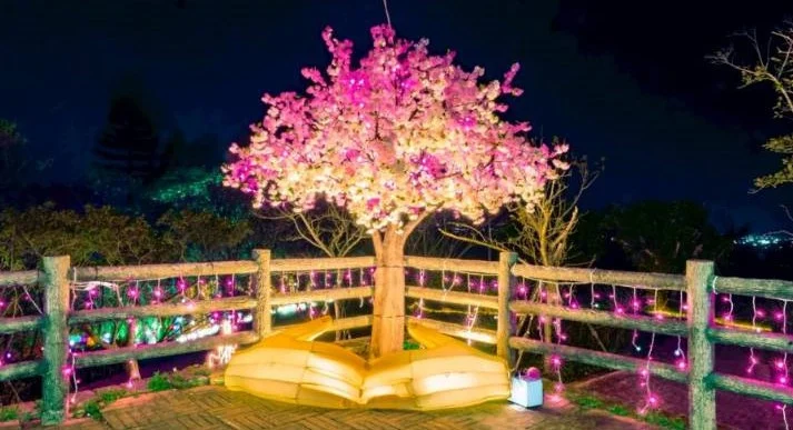 重點作品「守護之手」以大型花燈塑造出一雙張開的手,承接著粉櫻樹,並結合AR互動體驗,民眾可看見櫻花在夜空中飄落的美景。圖/蘆竹區公所提供