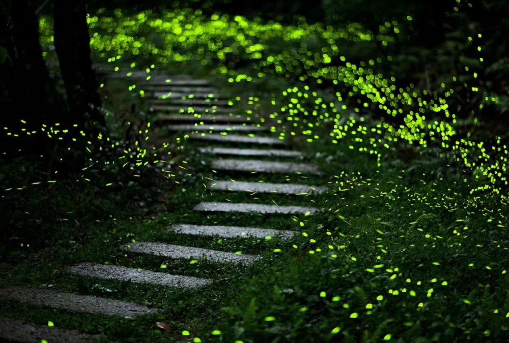 新北賞螢秘境曝光 觀旅局:連假登山療癒追螢光