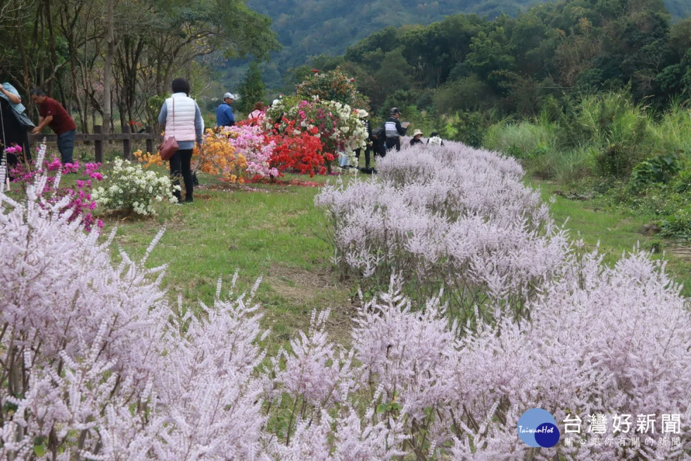陳炳煌自任義工多年種植九重葛及麝香木營造美麗花道。（記者扶小萍攝）