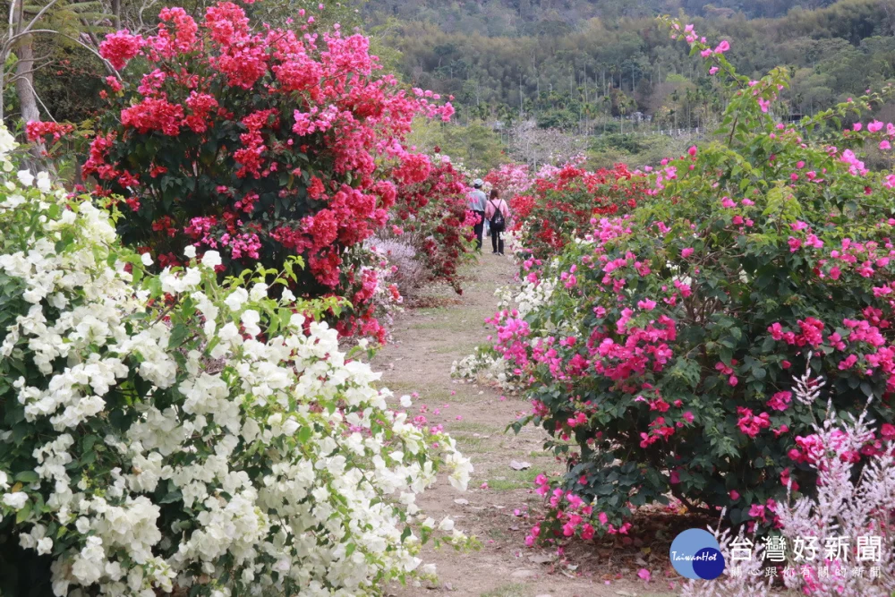 九重葛花道花費5年時間打造美麗景緻。(記者扶小萍攝)