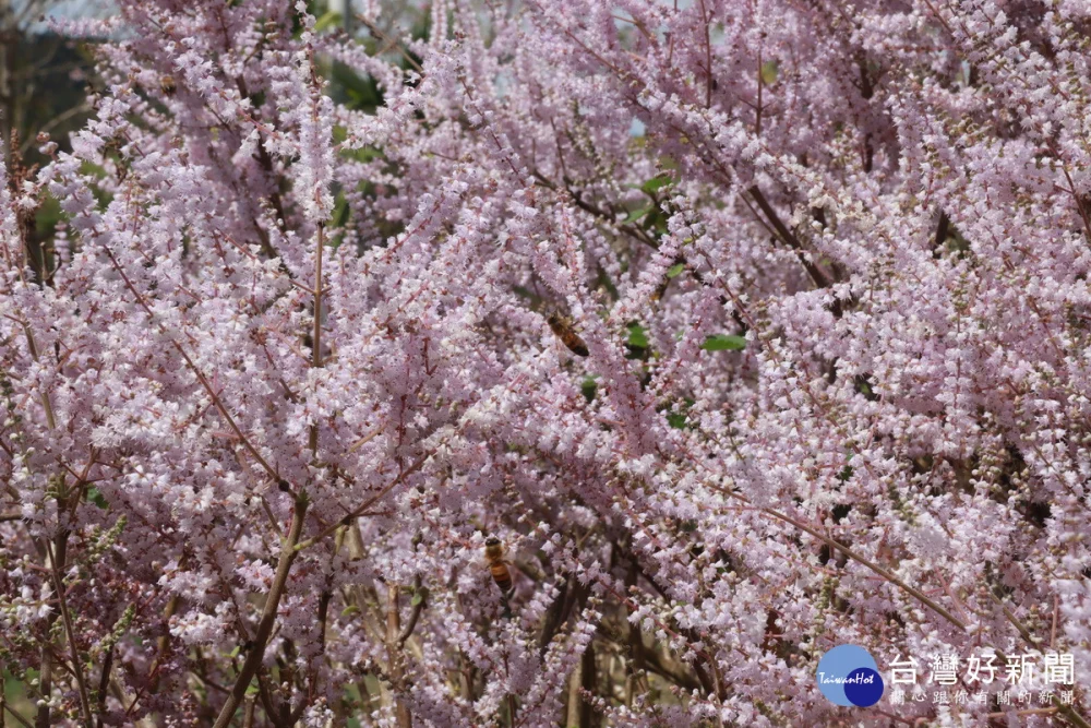 麝香木花開期群蜂聚集非常熱鬧。(記者扶小萍攝)