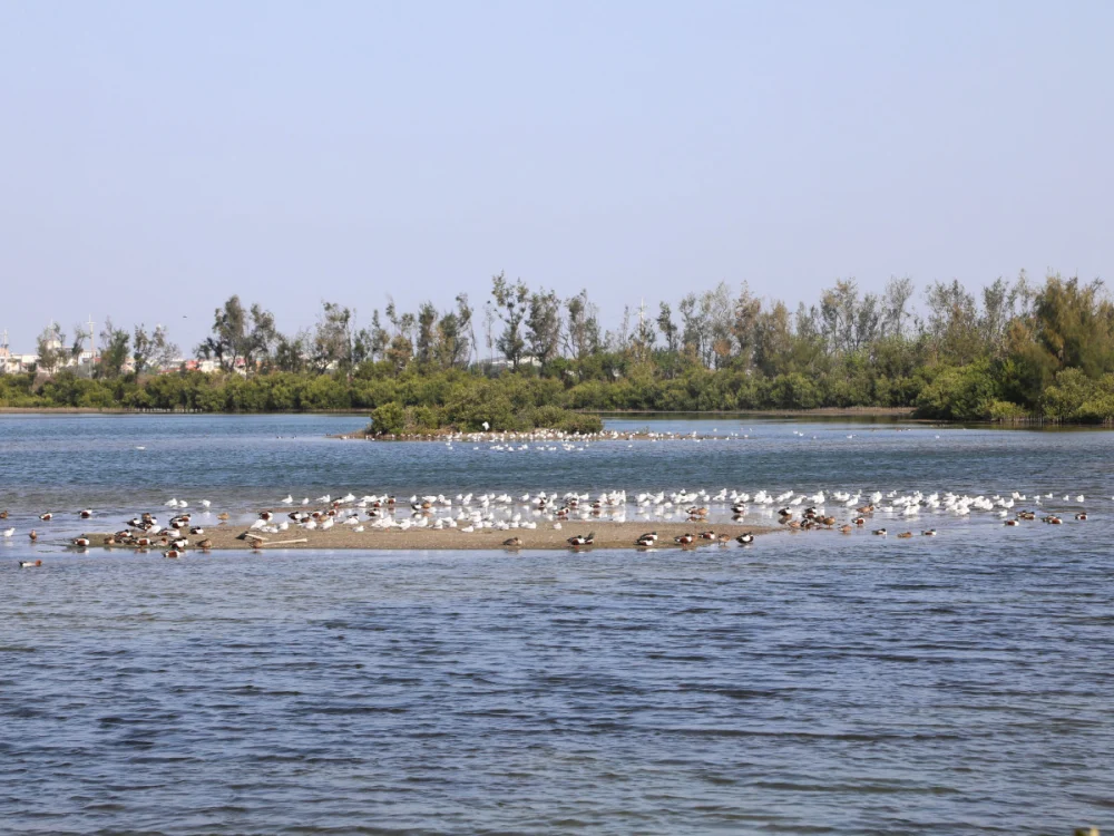 布袋候鳥季今天登場／嘉義縣府提供