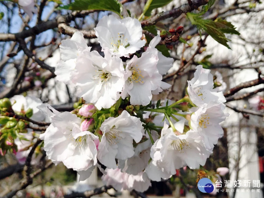 桃園市八德區瑞源街吉野櫻即將盛開     花期至四月中旬民眾把最後賞櫻機會
