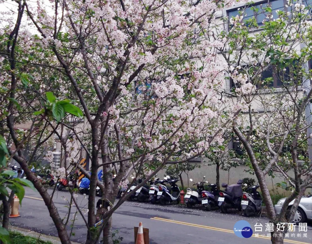 桃園市八德區瑞源街吉野櫻即將盛開     花期至四月中旬民眾把最後賞櫻機會