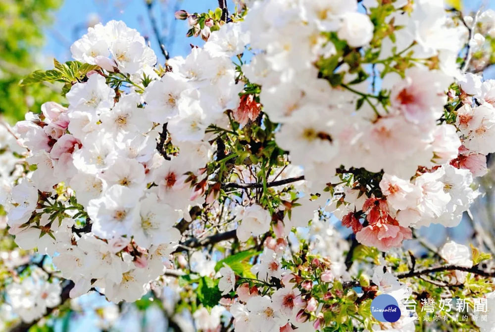 桃園市八德區瑞源街吉野櫻即將盛開     花期至四月中旬民眾把最後賞櫻機會