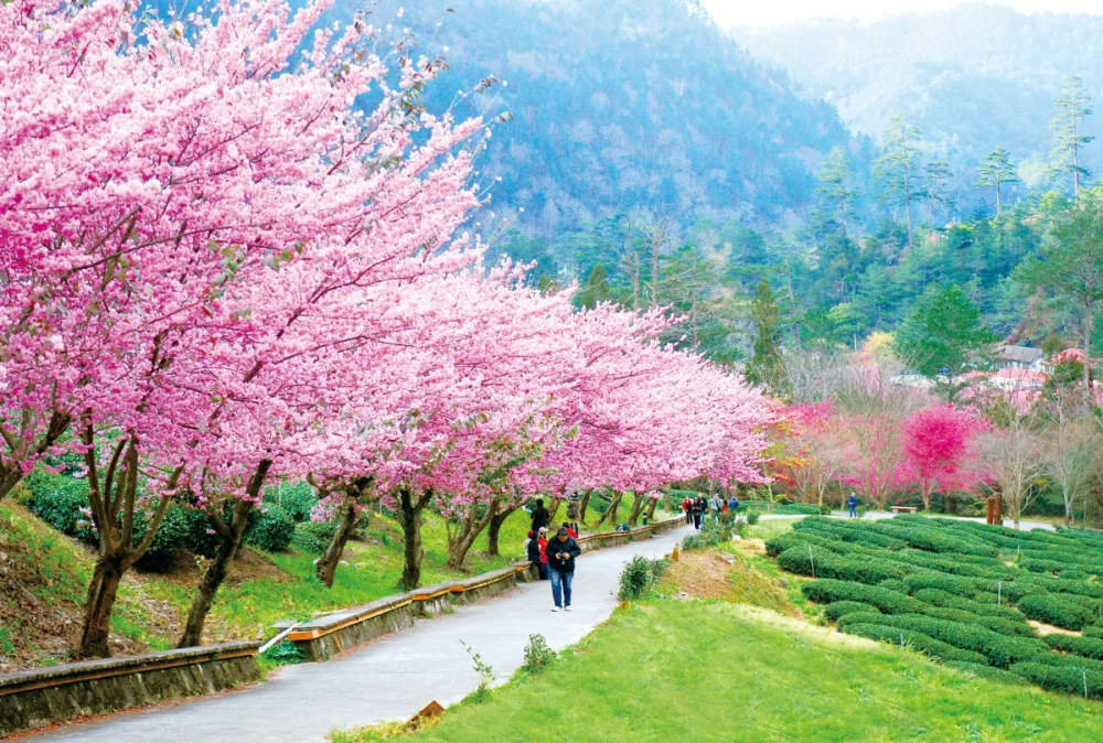 武陵農場櫻花季美景