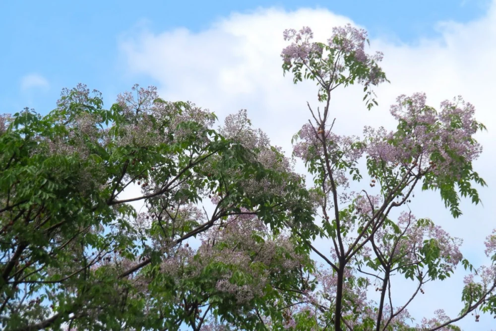（圖／台北市府工務局公園路燈工程管理處）