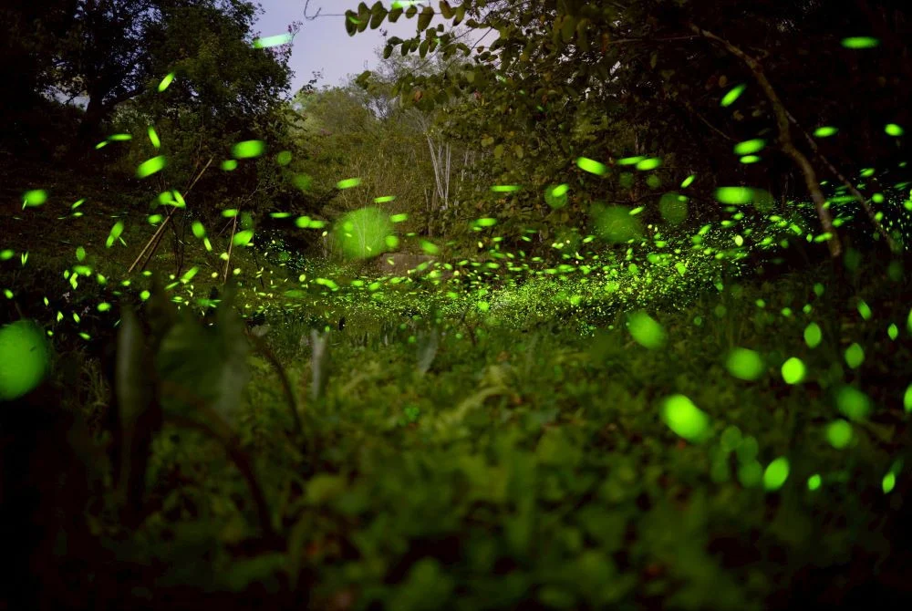東勢林場賞螢季即將開始，3/21舉行開鑼活動。(圖/東勢林場)